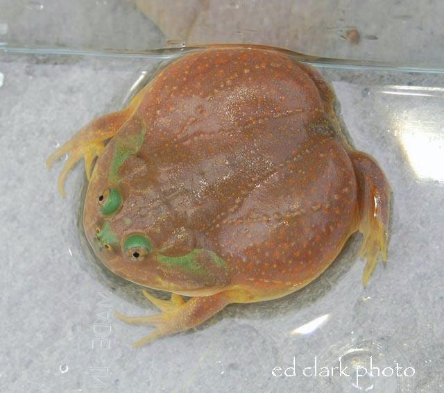 03 - Lepidobatrachus laevis.jpg